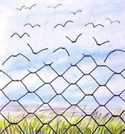 احمد العفيفى