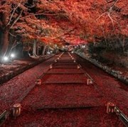 عبدالرحيم الطرفي