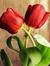 Asmaa M...