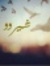 شيروو ص...