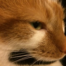 Alistair