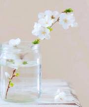 كاتمة العبرات