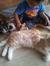 Muhammad Faisal