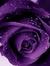 Shekh T...