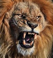 الجزار الجزار