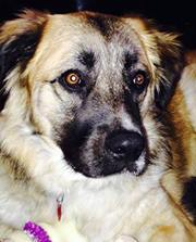 Donna Richards-newman