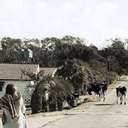 Constanza Gutierrez casas