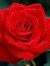 Red Roose