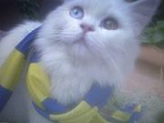 فيصل الشهري