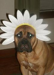 Nanette Dunmire campbell