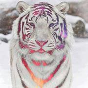 عبدالمجيد الحويكان