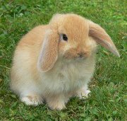 Un-petit Lapin