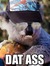 An Aroused Koala