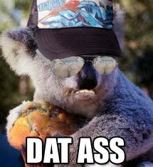 An Aroused Koala