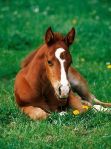 Iesha (In east shade house at...)