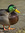 Will (severant) | 3 comments
