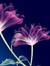 Sneha M...