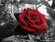 Samer Albeesh