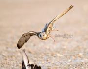 الشخص المهم