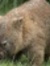 Ed Wombat