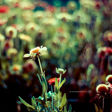 Petite_Lotus_Eater