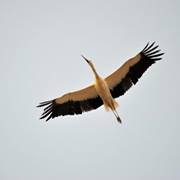 حسام العمري