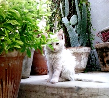 Sidra