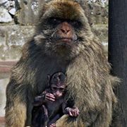 Саят Степанян