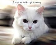 Hoàng Nhật