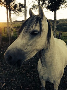 Minecraft_Horses_Do_Yolo