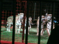 Lynettemountaincloud Fox