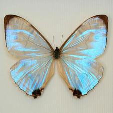 مَريم  الهادى 