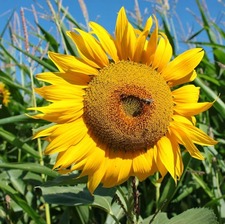 Terimila