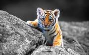 Farook Syed