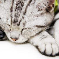 معموع السيابي