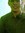Syahrul...