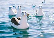 Bodrîngă Marius daniel