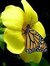 Pooran Gomar