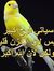 Ahmed Tifa