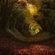 بهيجة الحميصي