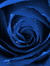 Rose Reeve