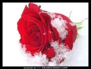 الوفاء طبعي