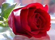 روزا الغامدي