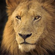 افلام وثائقية