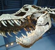 Michelle Penner-lang