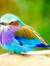 Wael