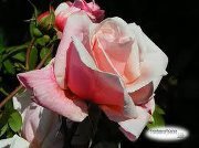 Abeer Ghazal