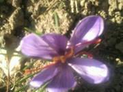 Mir Aijaz