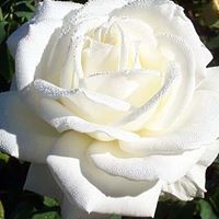 غدير ناعوره