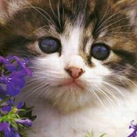 Phượng Đỗ thị